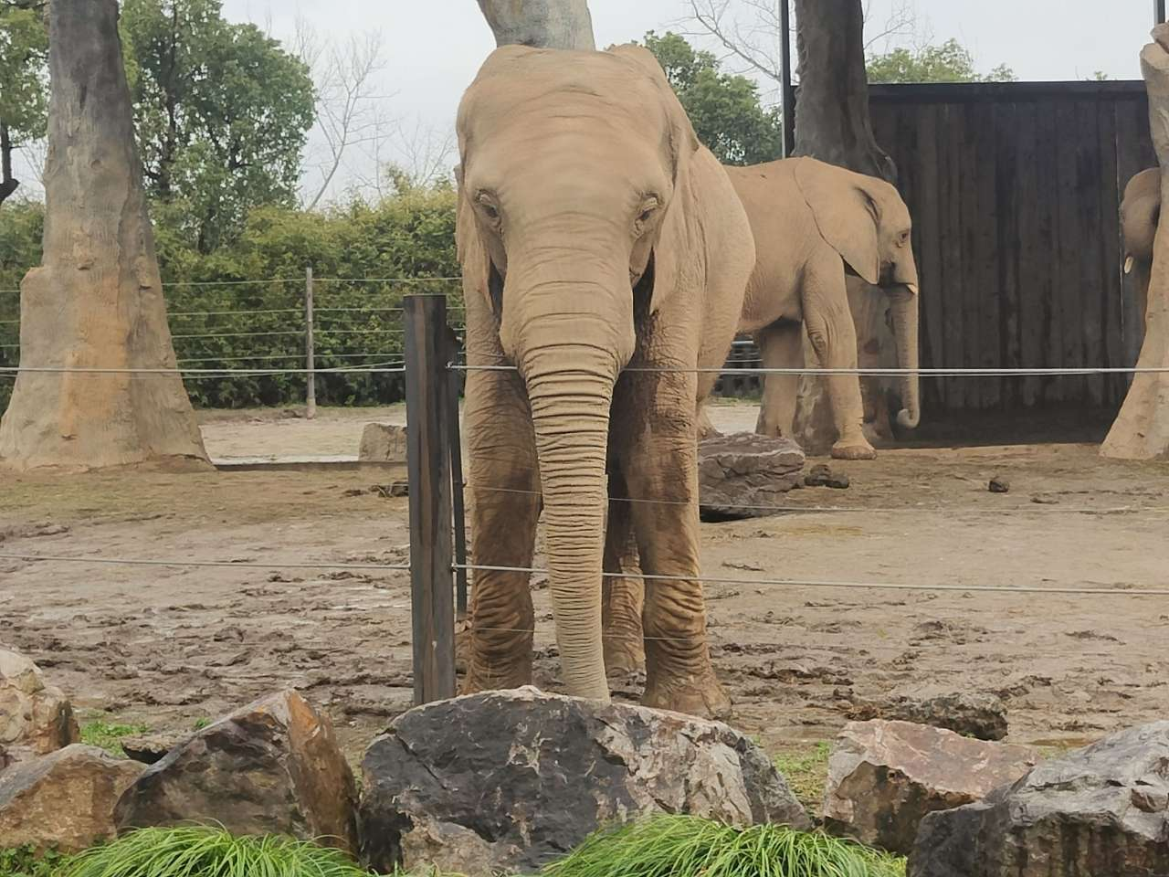 Shanghai Wild Animal Park: Route to Visit