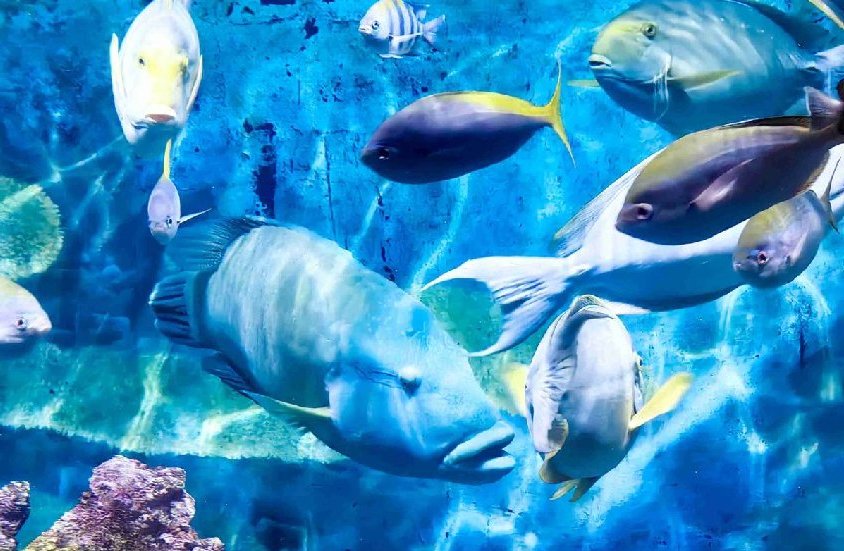 SEA LIFE Bangkok Ocean World