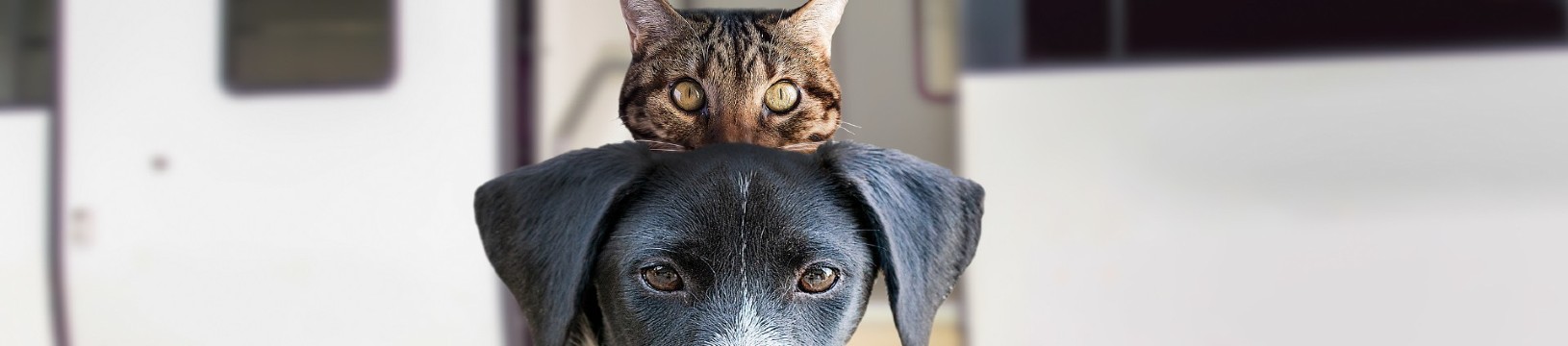 ¿Los perros pueden viajar en tren?