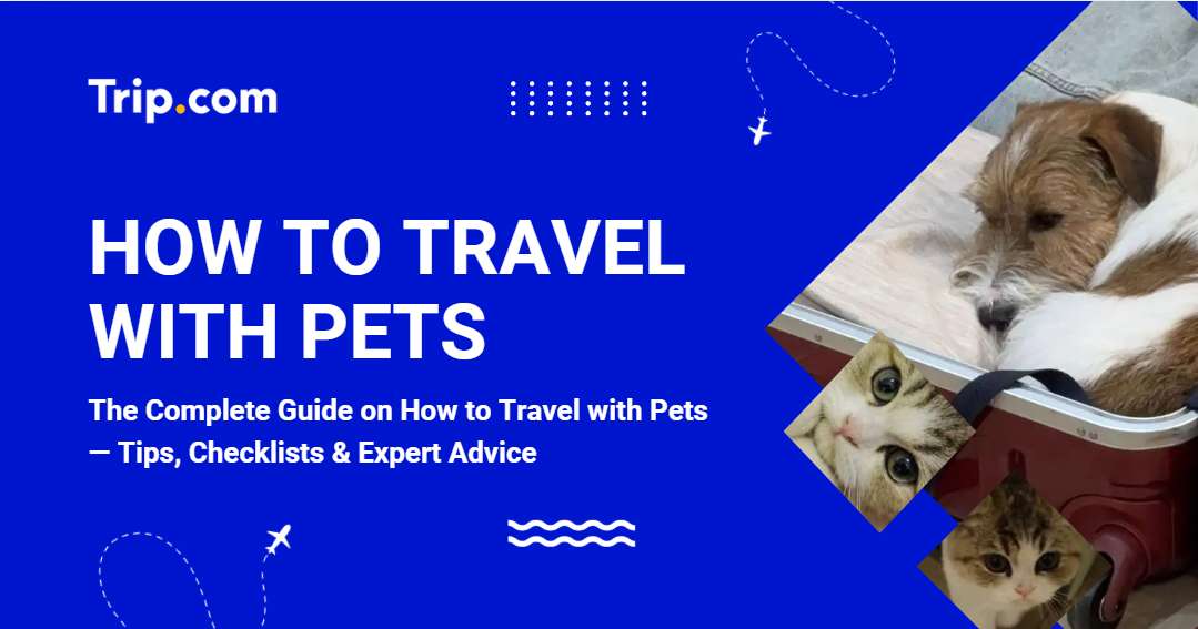 How to Travel with Pets