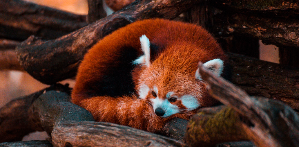 Beijing Zoo Animals: Pandas, Polar Bears & More 