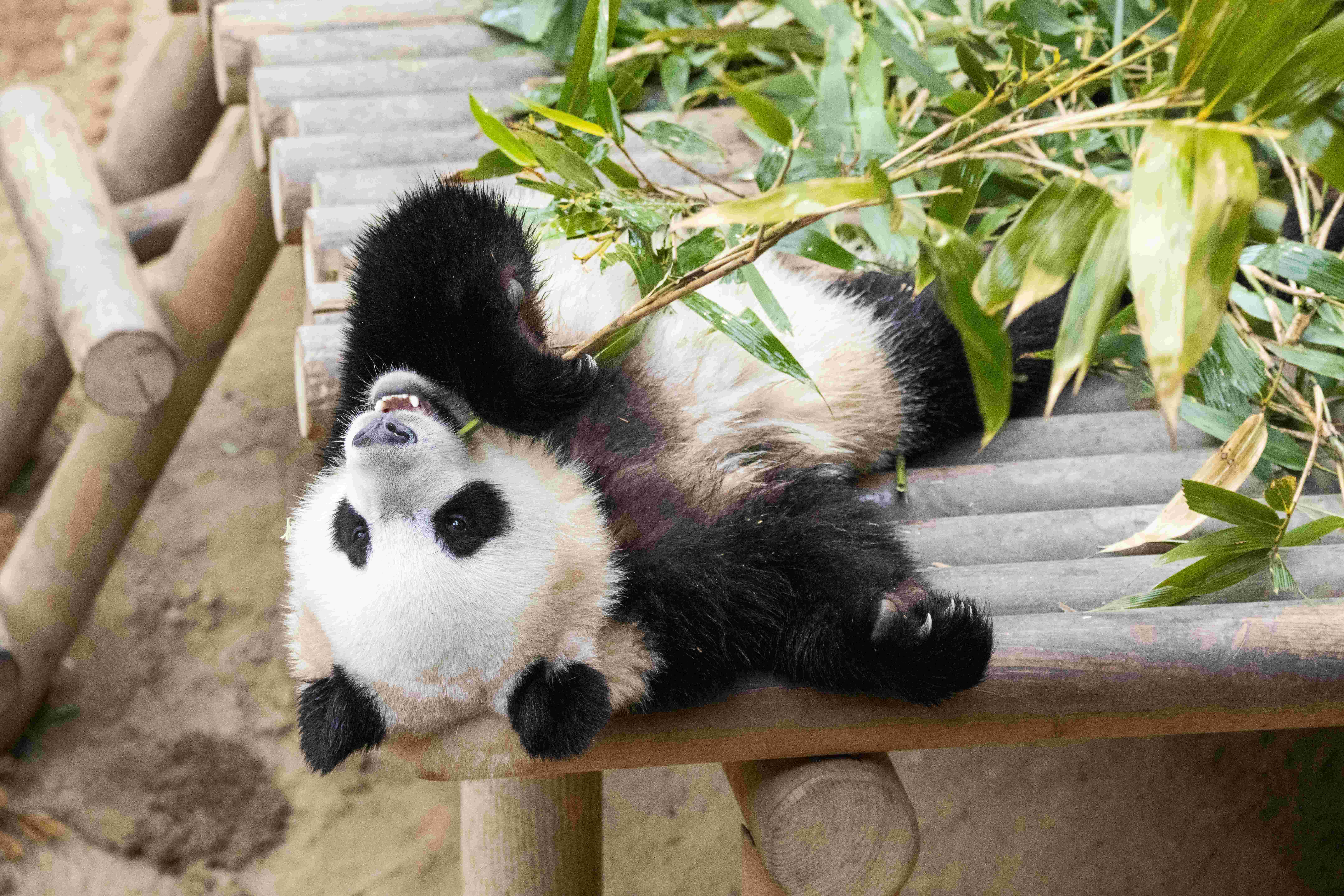 에버랜드 판다월드 방문 꿀팁