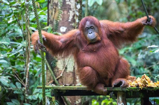 OrangUtans
