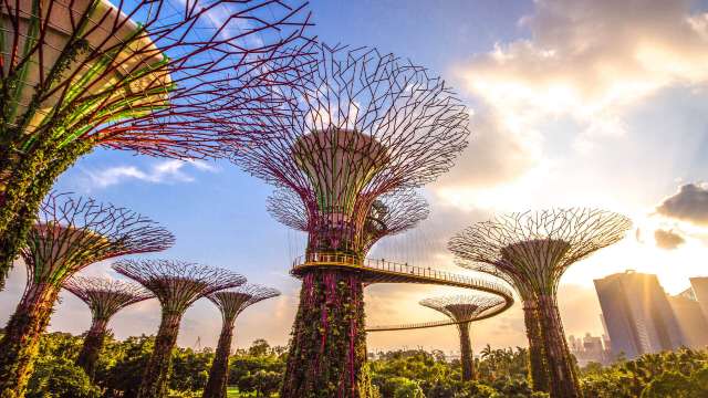 Supertree Grove