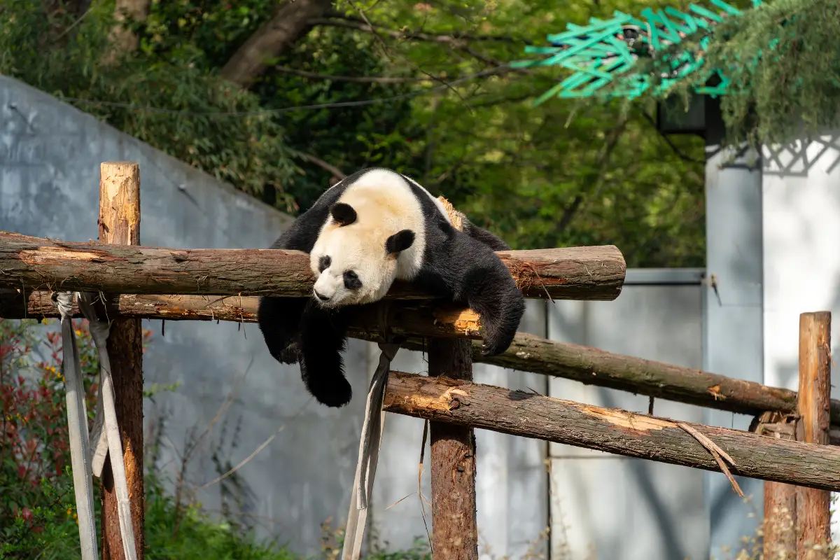 Nanjing Hongshan Forest Zoo