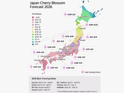 Cherry Blossom Japan