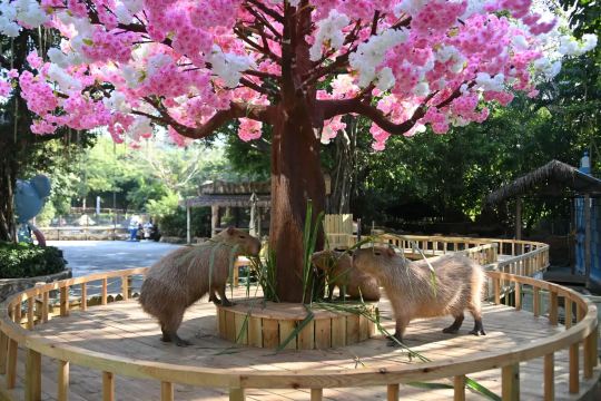 สวนสัตว์ซาฟารีเซินเจิ้น (Shenzhen Safari Park)