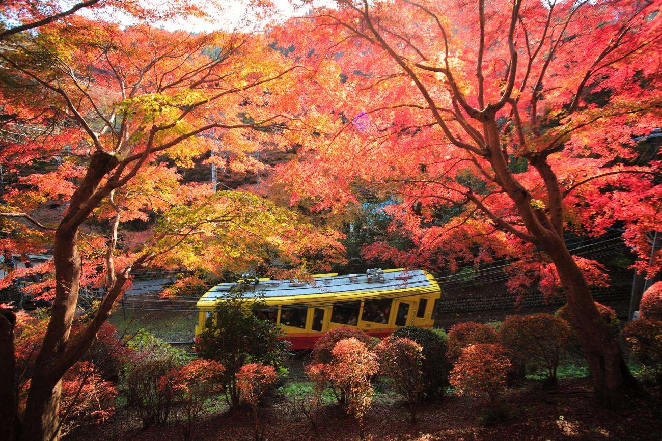 Tokyo Kanto Autumn Foliage and Leaves