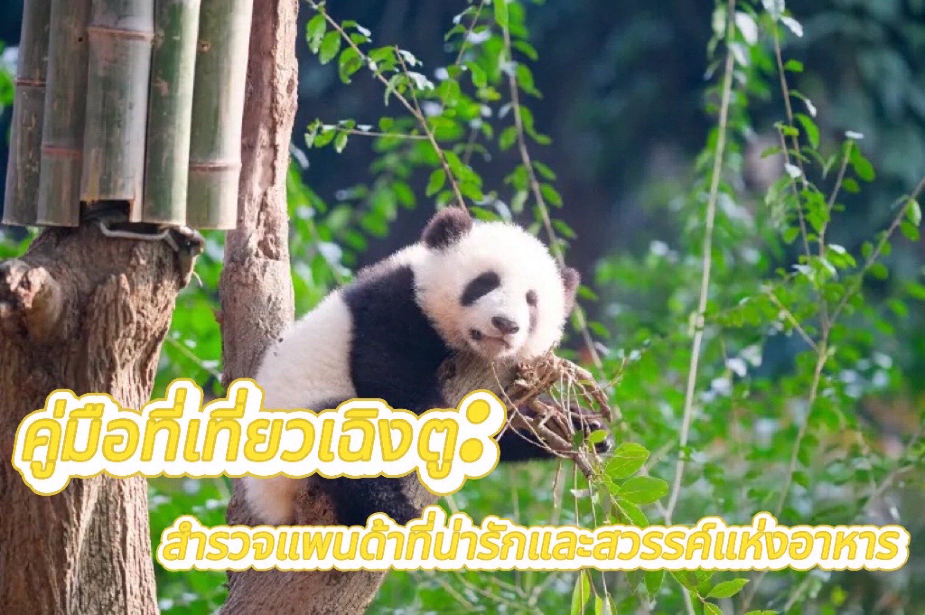 ที่เที่ยวเฉิงตู