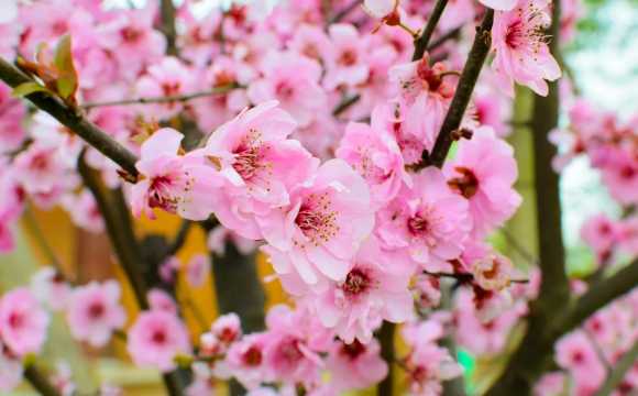 peach Blossom