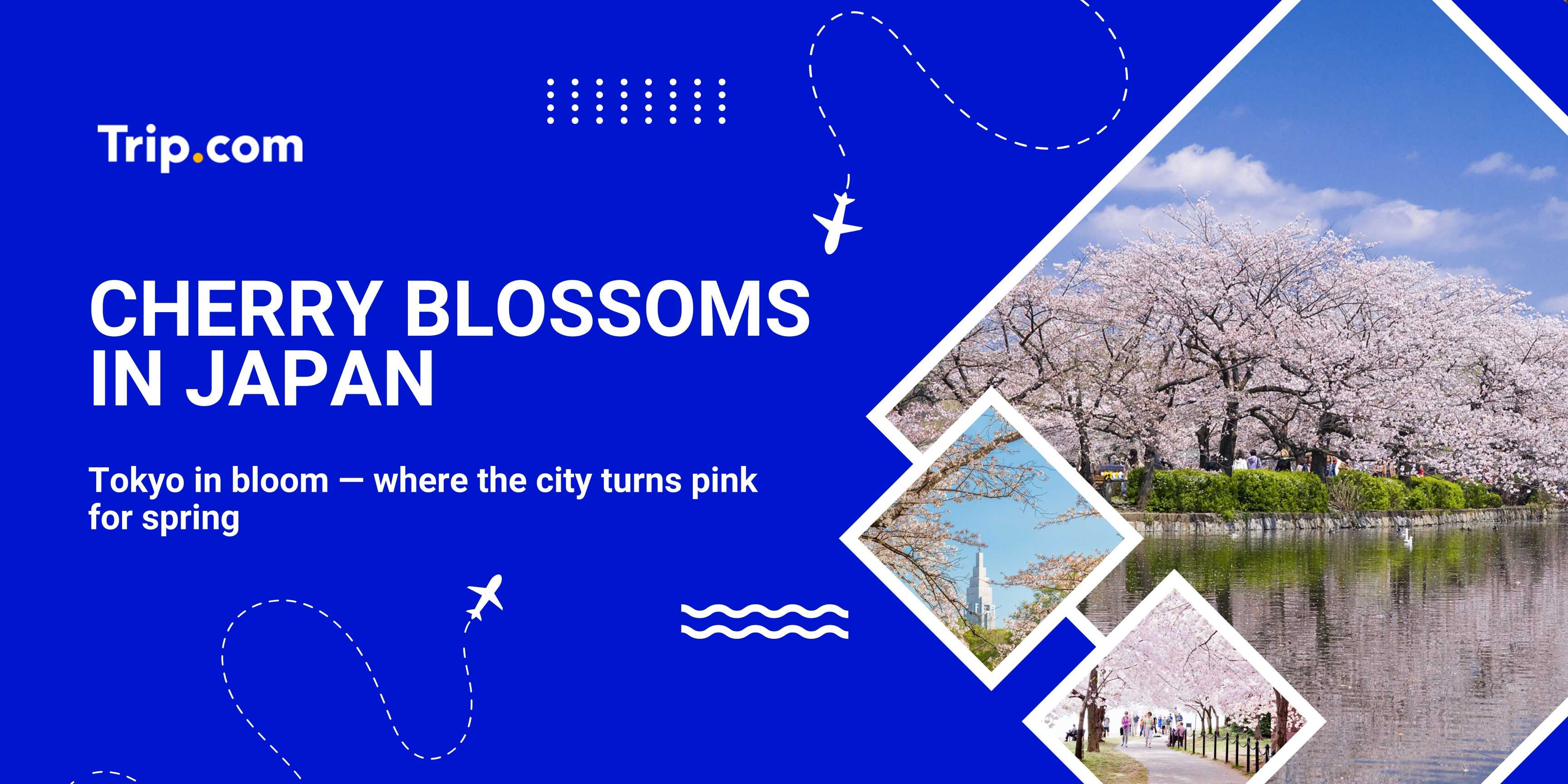 Where to See Cherry Blossoms in Tokyo 2025 | Trip.com