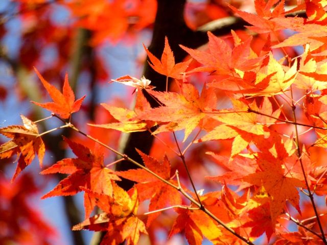 紅葉季預備🍁