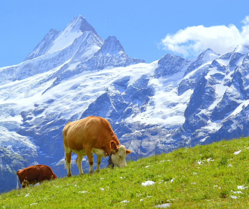Suisse