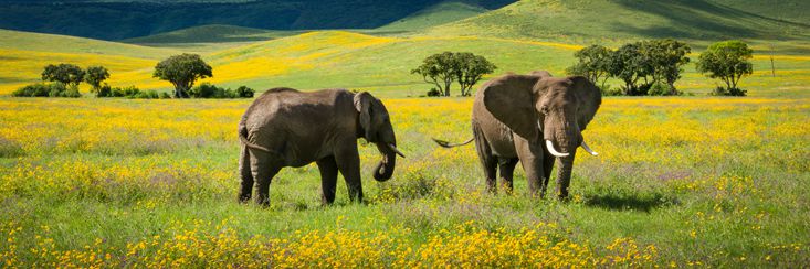 Middle & South Africa