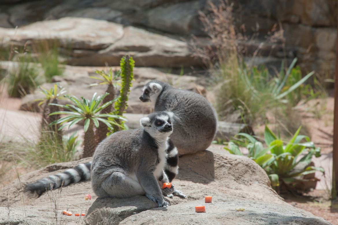 タロンガ動物園