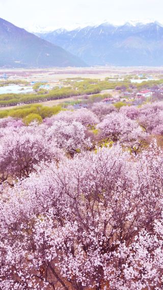 10天9晚 • 「直飛林芝」桃花節：西藏拉薩＋林芝＋波密＋布達拉宮＋桃花溝＋然烏湖＋魯朗林海＋羊卓雍錯