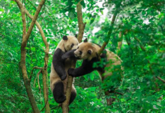 6-day 5-night · Group Tours · Chengdu Research Base of Giant Panda Breeding + Sanxingdui Museum + Chongqing + Dujiangyan · (Group for International Travelers) No shopping, includes guide. Travel from Chengdu to Chongqing with an 8-person tour, including breakfast, delicious local meals, round-trip high-speed trains, transportation within the scenic area (shuttle buses and cable cars).
