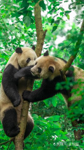 6D5N • No shopping, includes guide. Travel from Chengdu to Chongqing with an 8-person tour, including delicious local meals, round-trip high-speed trains