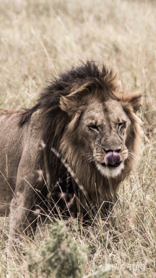4D3N • Kenya Masai Mara and Lake Nakuru Comfort Private Safari