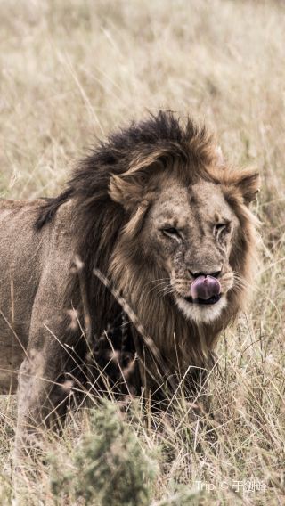 4D3N • Kenya Masai Mara and Lake Nakuru Comfort Private Safari