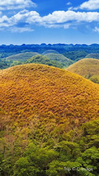 6D5N • Bohol Dolphin Watching + Sea Turtle Encounter + Virgin Island + Chocolate Hills + Tarsier Viewing + Bamboo Raft Lunch