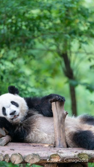 6D5N • Includes tickets and necessary minor transportation.Chengdu Research Base of Giant Panda Breeding + Sanxingdui Museum + Chongqing + Dujiangyan