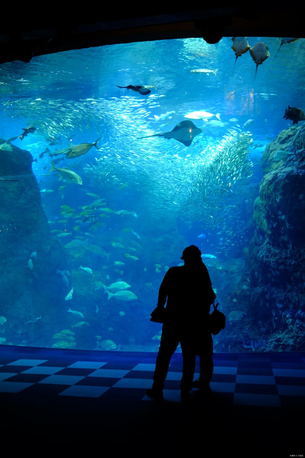 新江之島水族館