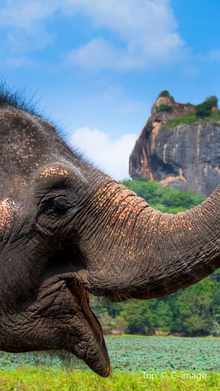 6D5N • Dambulla + Colombo + Yala National Park + Sigiriya Lion Rock + Temple of the Sacred Tooth Relic + Hill Country Train + Sri Lanka Sea Train