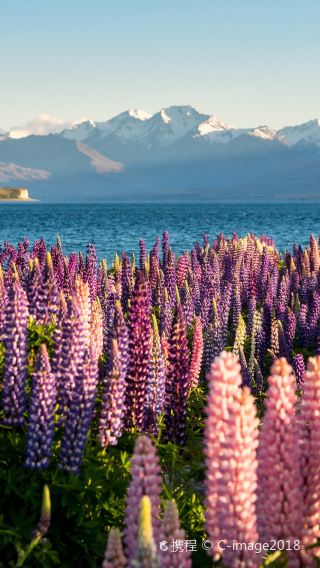 3D2N • South Island, New Zealand - Aoraki Mount Cook - Tekapo - Queenstown