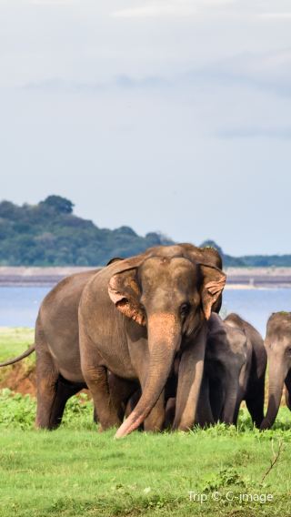 5D4N • Sri Lanka+Dambulla + Colombo + Sigiriya Lion Rock + Temple of the Sacred Tooth Relic + Minneriya National Park + Sea Turtle Hatchery Habaraduwa