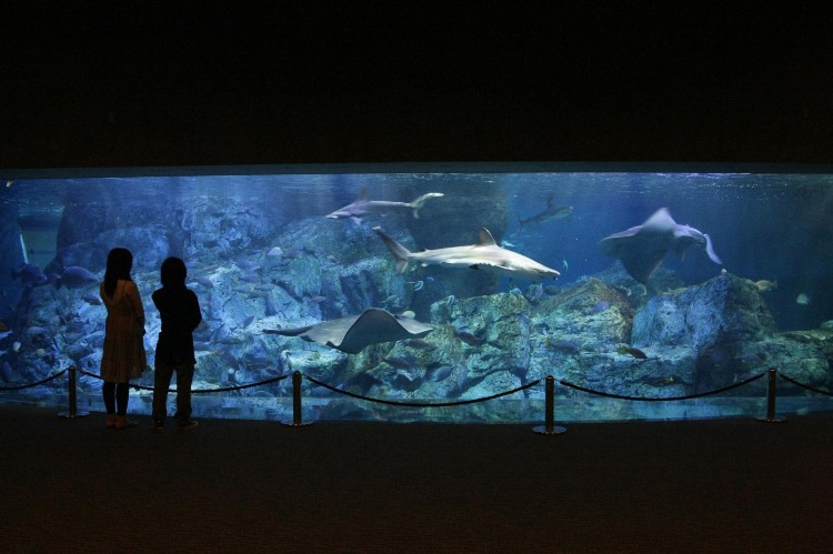 大分マリーンパレス水族館「うみたまご」