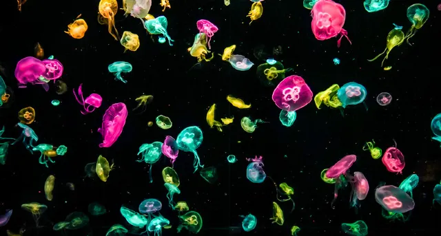 【香港去珠海】2025珠海高鐵攻略，最快1小時到達，票價、購票方式全解析