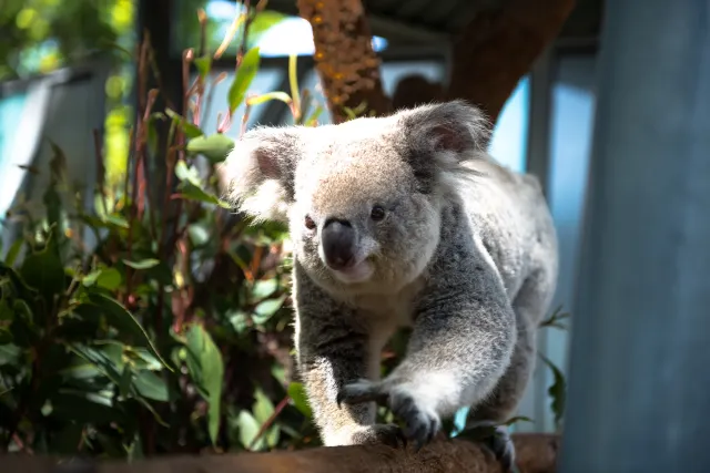 塔龍加動物園