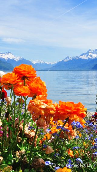 9D8N • Switzerland -- Zurich + Geneva + Bern + Lucerne + Jungfrau-- Authentic experience in a Swiss alpine village