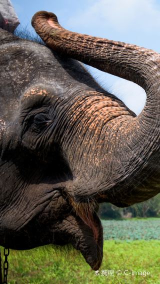 8D7N • 5-diamond hotels throughout the trip + Mirissa whale watching + 2 consecutive nights by the beach + Yala National Park Safari + Galle Fort + World Heritage Sigiriya Lion Rock + Hill Country Tea Plantation & Coastal Train