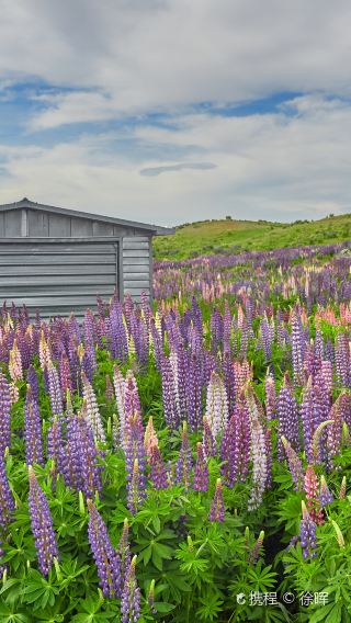 3D2N • South Island of New Zealand - Aoraki Mount Cook - Tekapo - Queenstown