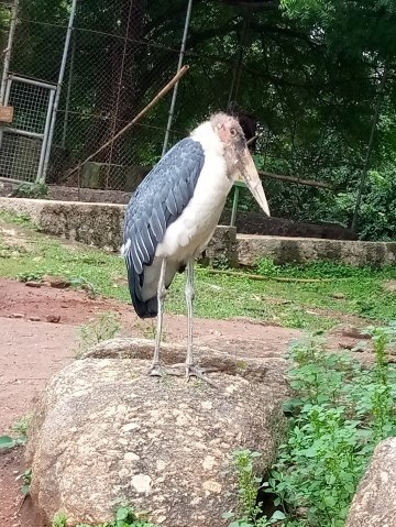 OOPL Wildlife Park near Olusegun Obasanjo Presidential Library