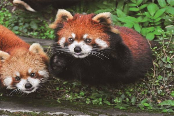 Chongqing Zoo