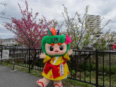 南風原町｜兼城の川沿い