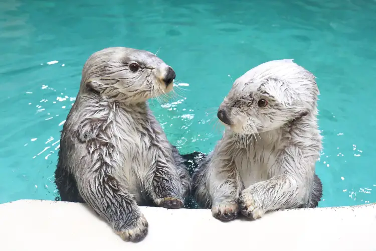 鳥羽水族館 « 鳥羽水族館｜わお!ひろば｜「わお！マップ