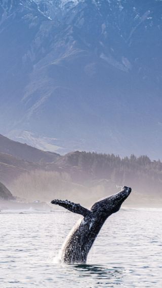 9D8N • New Zealand South Island - Stargazing - Whale Watching - Milford Sound Day Tour - Oamaru Penguin Colony - Gondola with Meal