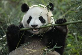 8D7N · Group Tours · Sichuan & Chongqing Twin Cities Experience: Jiuzhaigou + Huanglong National Scenic Area + Hongya Cave + Ciqikou · This tour is designed for international travelers with no shopping stops, five-star international brand hotels, and a special one-day downtown Chengdu city tour.