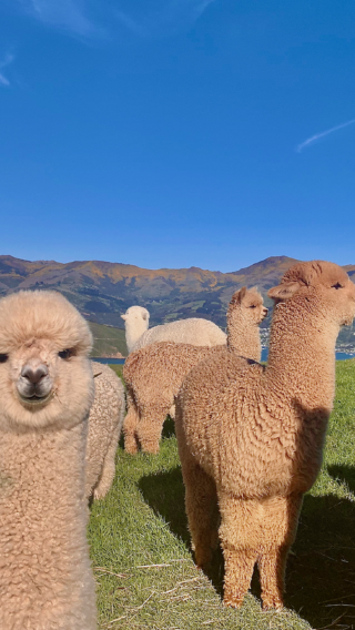 2D1N • South Island of New Zealand - Akaroa - Samara Llama Farm - Black Cat Whale Watching Cruise