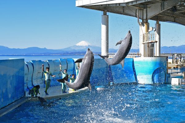 新江之島水族館