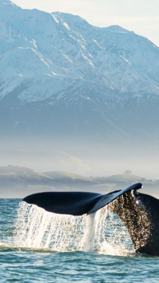 10D9N • New Zealand South Island Midline, East Coast, Small Loop Tour