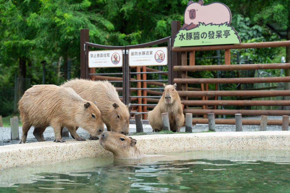 Bambi Land