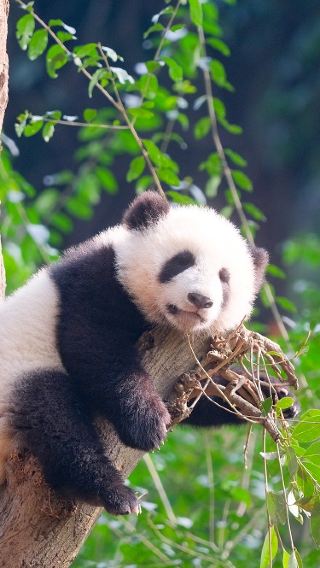 4D3N • Sichuan Chengdu giant panda + Kuanzhai Alley + Leshan Giant Buddha