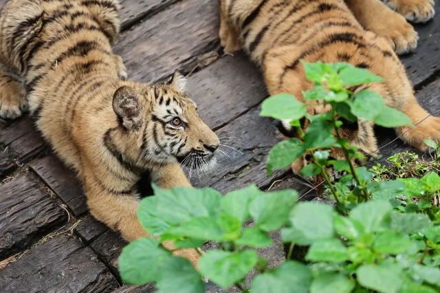 【廣州天氣】2026廣州全年氣溫指南,最佳旅遊季節與穿衣搭配建議