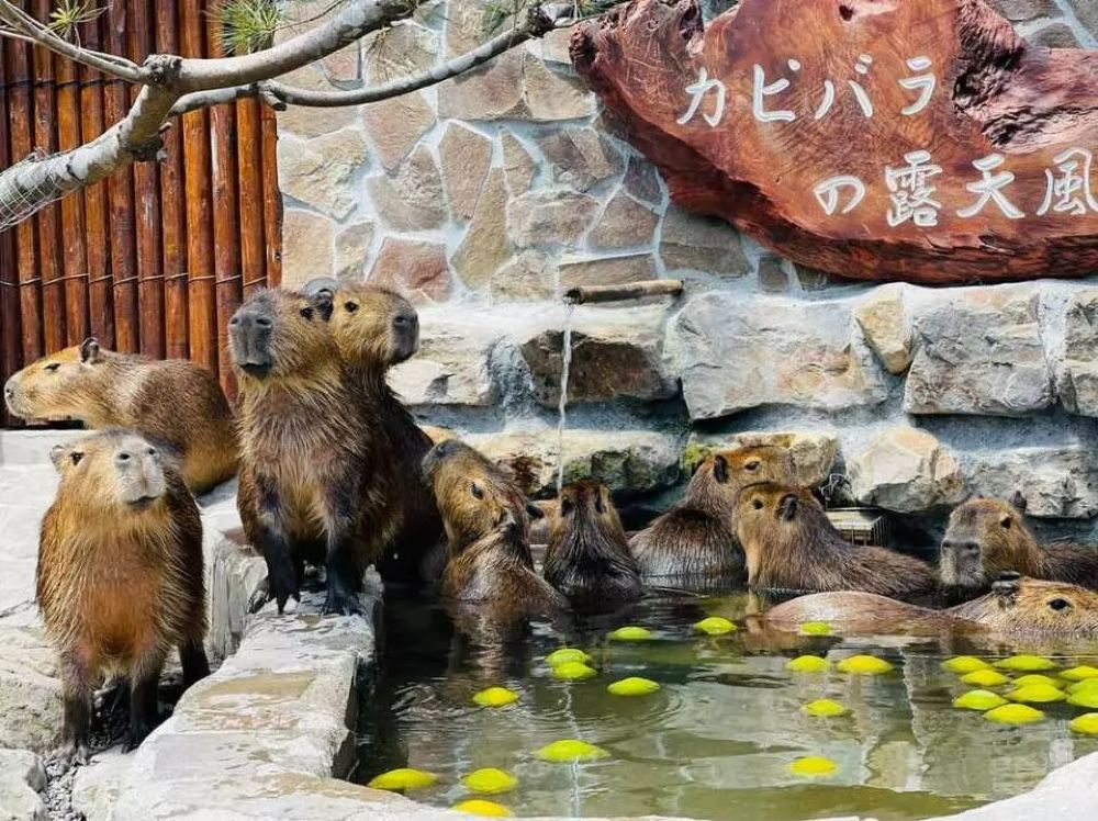 장메이 이모 농장