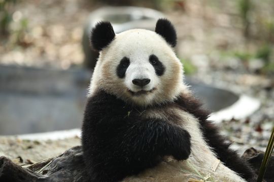 成都大熊貓繁育研究基地的大熊貓坐在木樁上